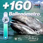 M&aacute;s de 160 ballenas grises registradas en La Paz