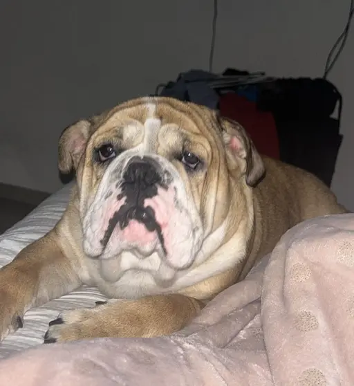 bulldogingles