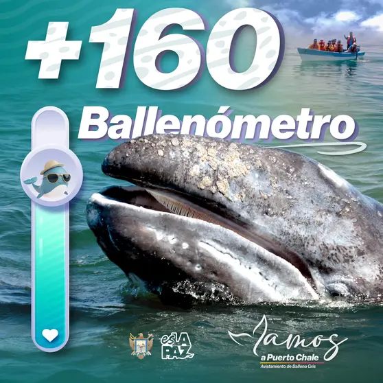 M&aacute;s de 160 ballenas grises registradas en La Paz