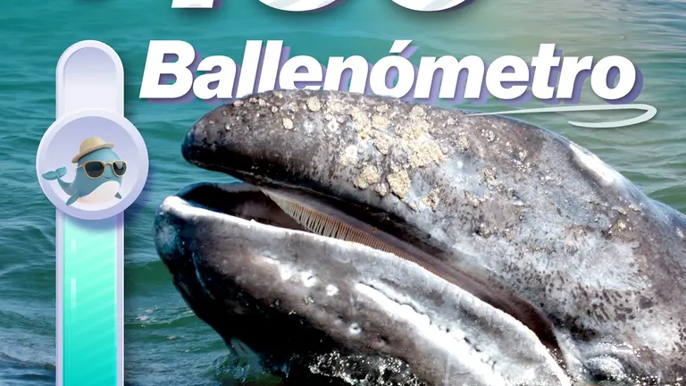 Más de 160 ballenas grises registradas en La Paz