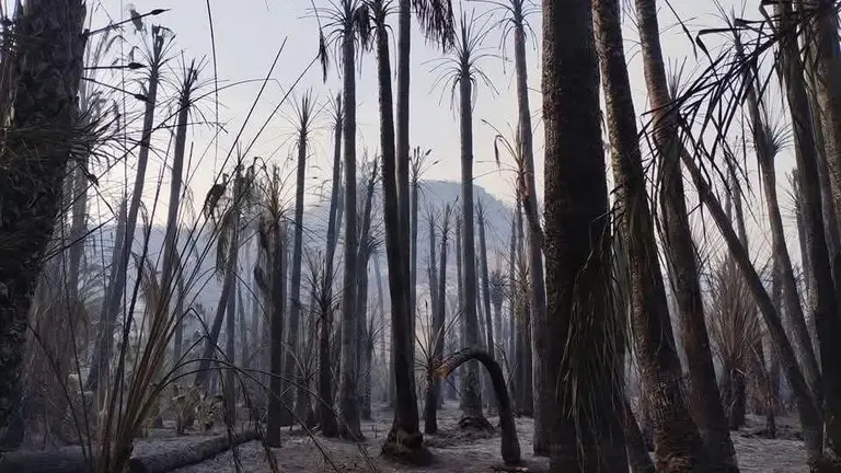 Protección Civil refuerza estrategias contra incendios forestales