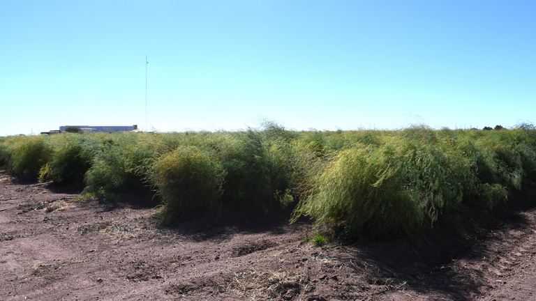 Estado mantiene segundo lugar nacional en producción de espárrago