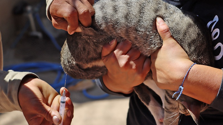 Salud realiza campaña antirrábica en La Paz