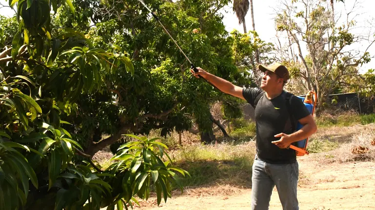 Refuerzan combate a mosca de la fruta en BCS