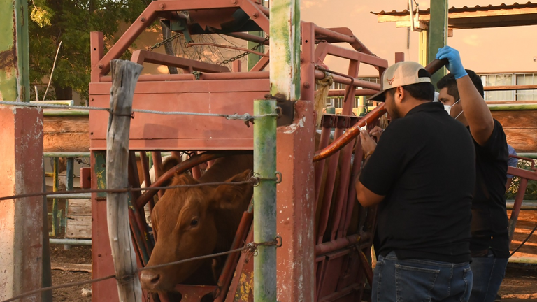 SEPADA iniciará barrido contra tuberculosis bovina