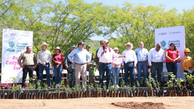 BCS siembra más de 125 mil plantas