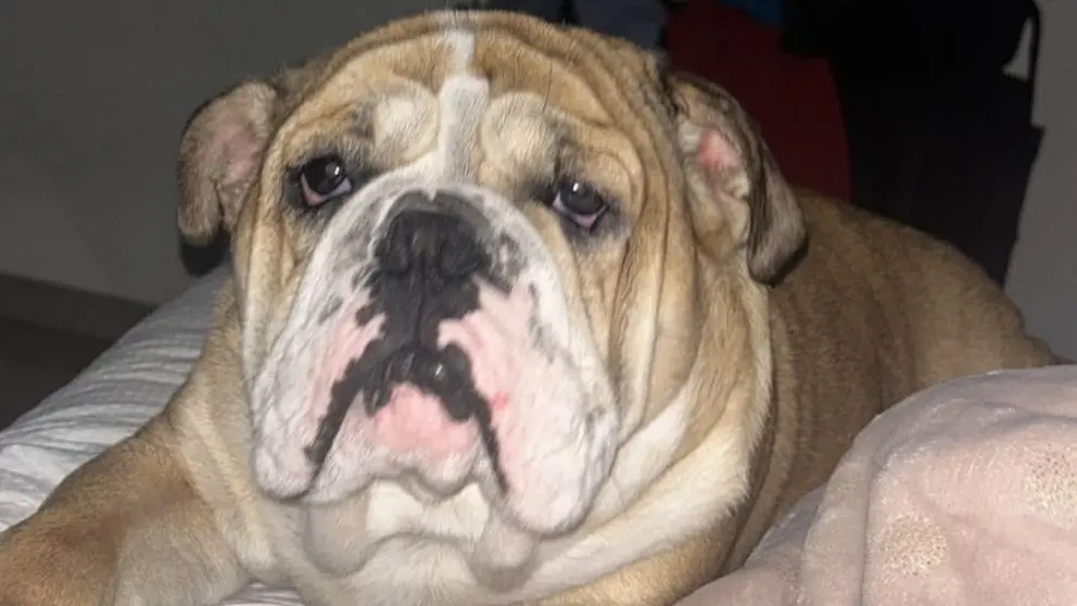 bulldogingles