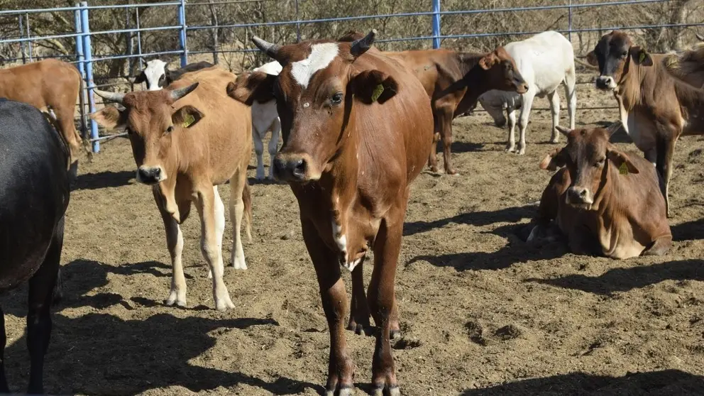 Reafirman la protección al ganado sudcaliforniano
