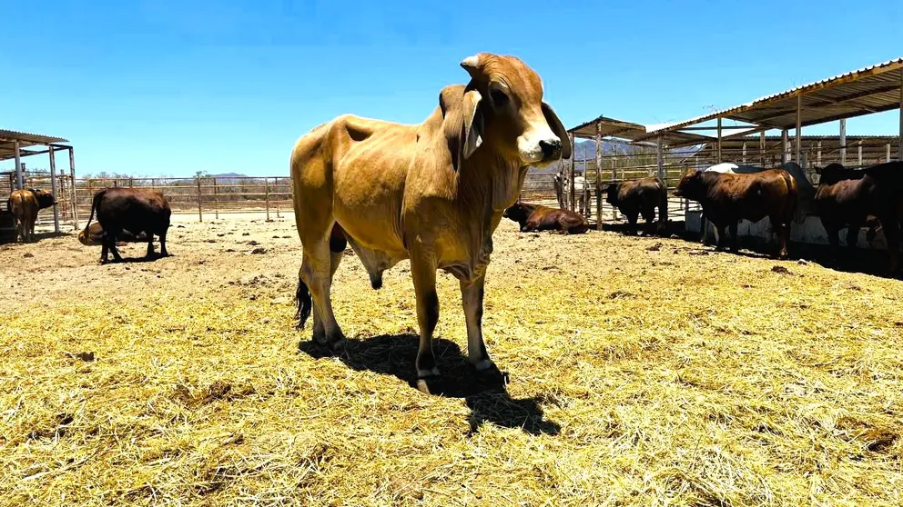 Más de 98 millones de pesos se han ejercido en apoyo conjunto.